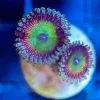 Wysiwyg Zoanthid Frag [F111]