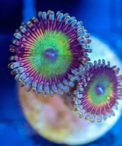 Wysiwyg  Zoanthid Frag  [F111]