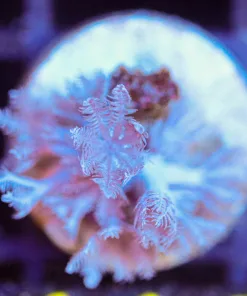 Wysiwyg Small Pulsing Xenia Frag  [F116]