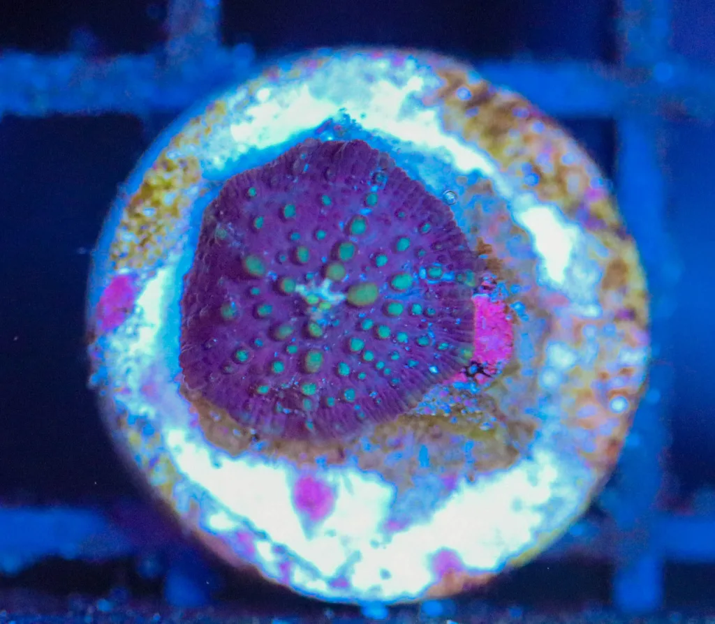 Frag Box Corals