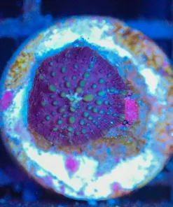 Wysiwyg Small Mushroom Frag [F117]