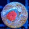 Wysiwyg Small Mushroom Frag [F121]