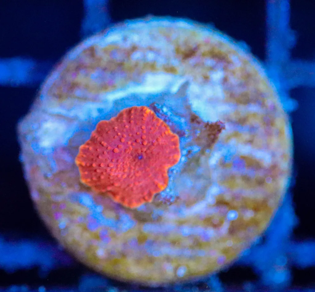 Frag Box Corals