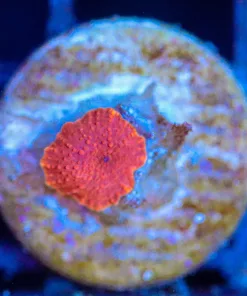 Wysiwyg Small Mushroom Frag [F121]