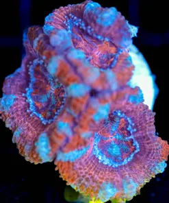 Wysiwyg Acan Frag [F129]