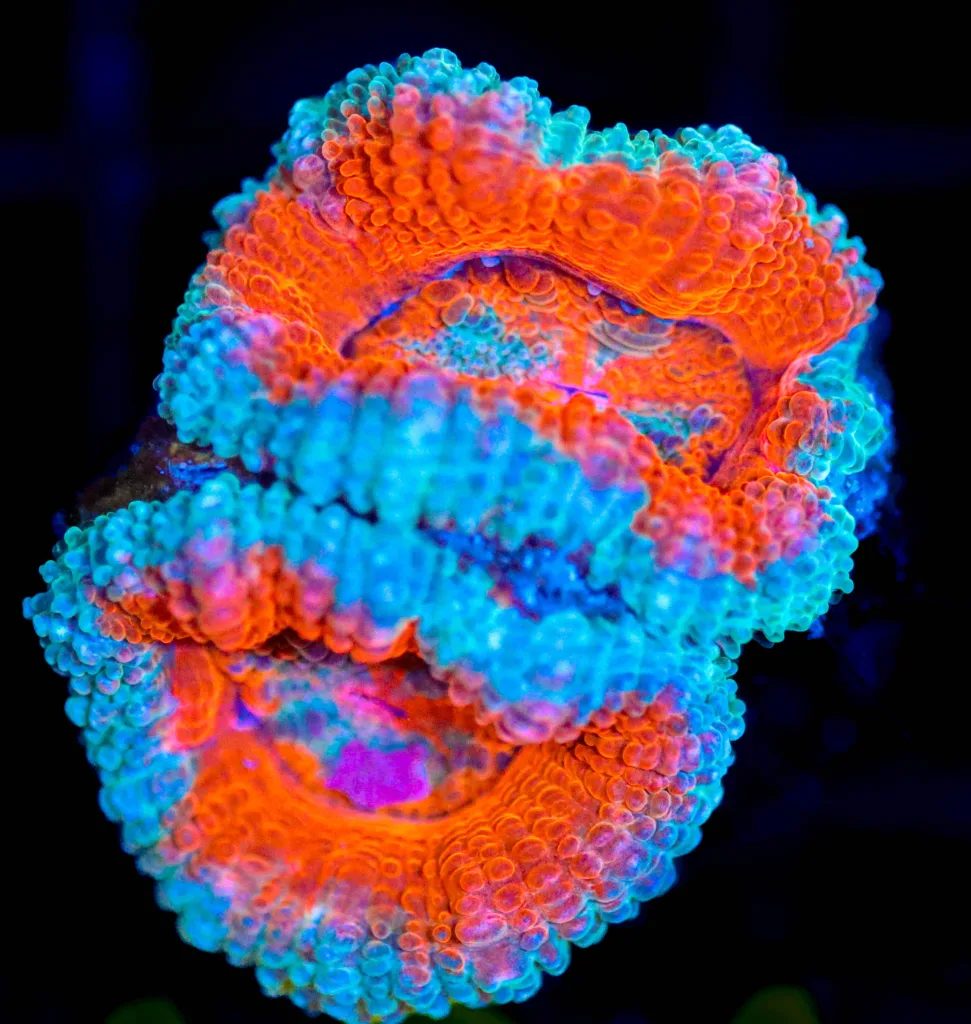 Frag Box Corals
