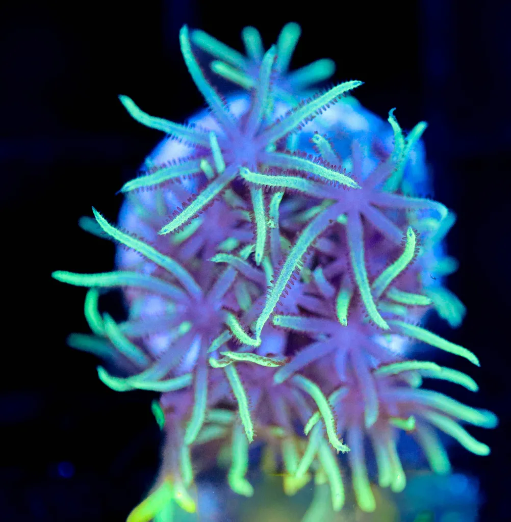 Frag Box Corals
