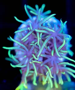 Wysiwyg Green Star Polyps Frag [F132]