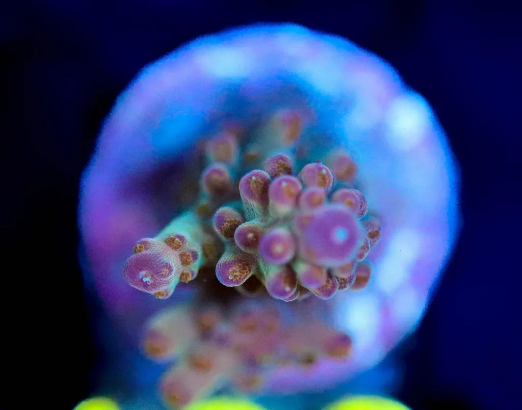 Frag Box Corals