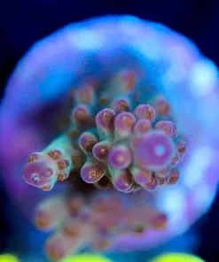 Wysiwyg Acropora Coral Frag [F133]