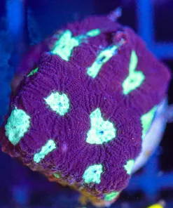 Wysiwyg Favia Coral Frag [F134]