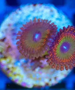Wysiwyg Zoa Frag [F136]