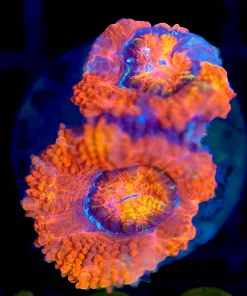 Wysiwyg Acan Frag [F138]