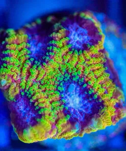 Wysiwyg Yellow Submarine Favia Frag [F141]