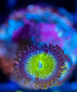 Wysiwyg Frozen Apple Zoa Frag [F142]