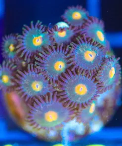Wysiwyg Zoa Frag [F143]