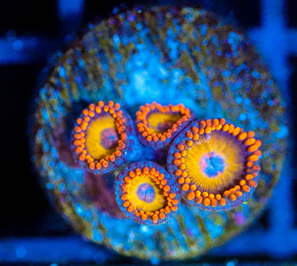 Frag Box Corals