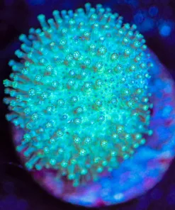 Wysiwyg Toadstool Leather Frag [F146]