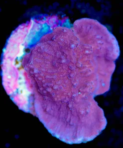 Wysiwyg Small Purple Montipora Frag [F150]