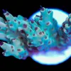 Wysiwyg Acropora Frag [F153]