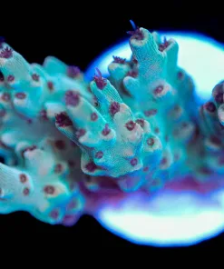 Wysiwyg Acropora Frag [F153]