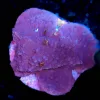 Wysiwyg Red Rose Montipora Frag [F154]