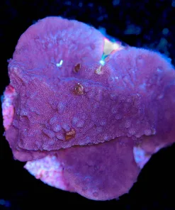 Wysiwyg Red Rose Montipora Frag [F154]