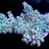 Wysiwyg Large Acropora Frag [F155]
