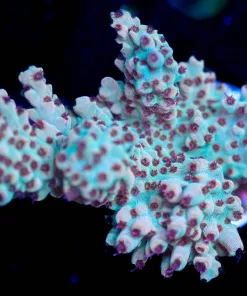 Wysiwyg  Large Acropora Frag [F155]