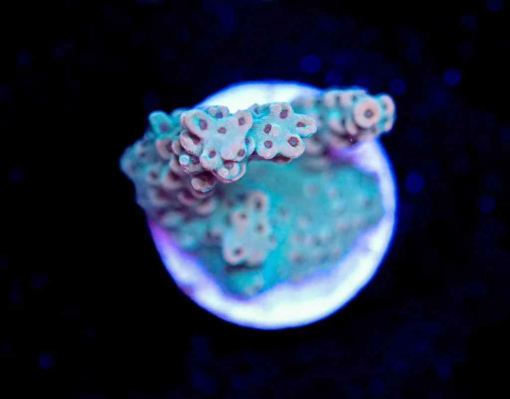 Frag Box Corals