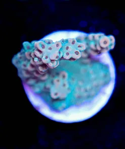Wysiwyg Acropora Frag [F156]