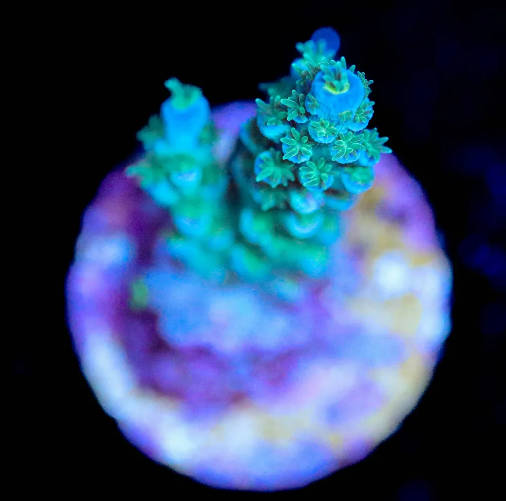 Frag Box Corals