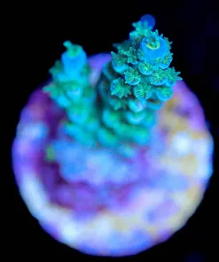 Wysiwyg  Small Sub-zero Acropora Frag [F158]