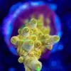 Wysiwyg Golden Buddha Acropora Frag [F161]