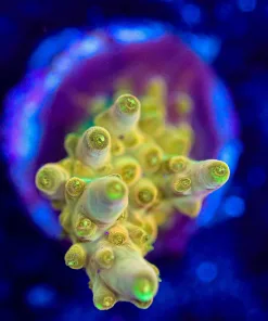 Wysiwyg Golden Buddha Acropora Frag [F161]