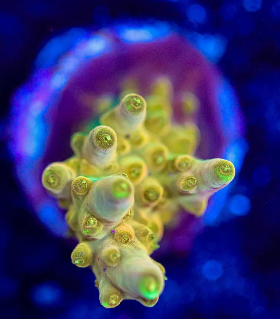 Frag Box Corals