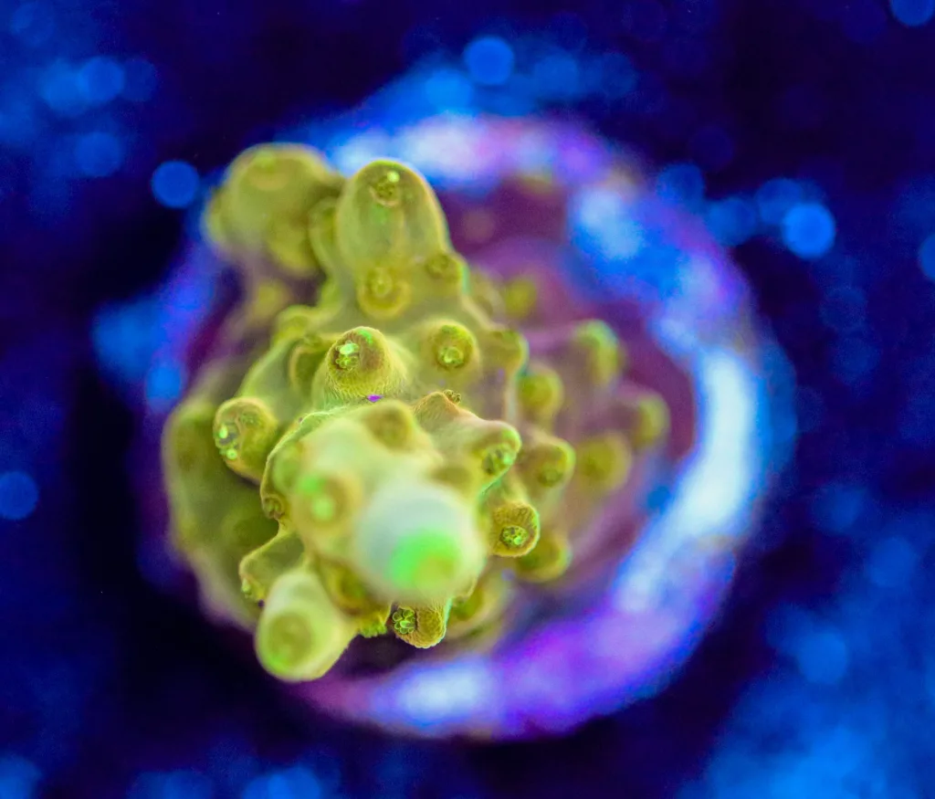 Frag Box Corals