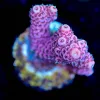 Wysiwyg Acropora Millepora Frag [F164]