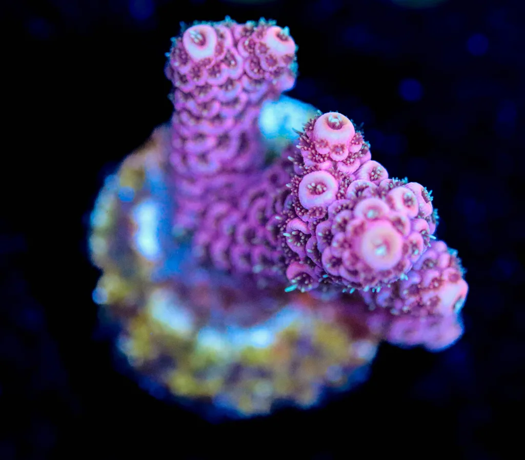 Frag Box Corals