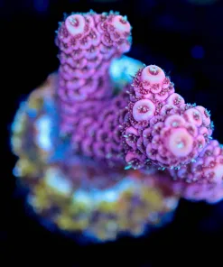 Wysiwyg Acropora Millepora Frag [F164]