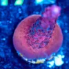Wysiwyg Red Diablo Acropora Frag [F167]