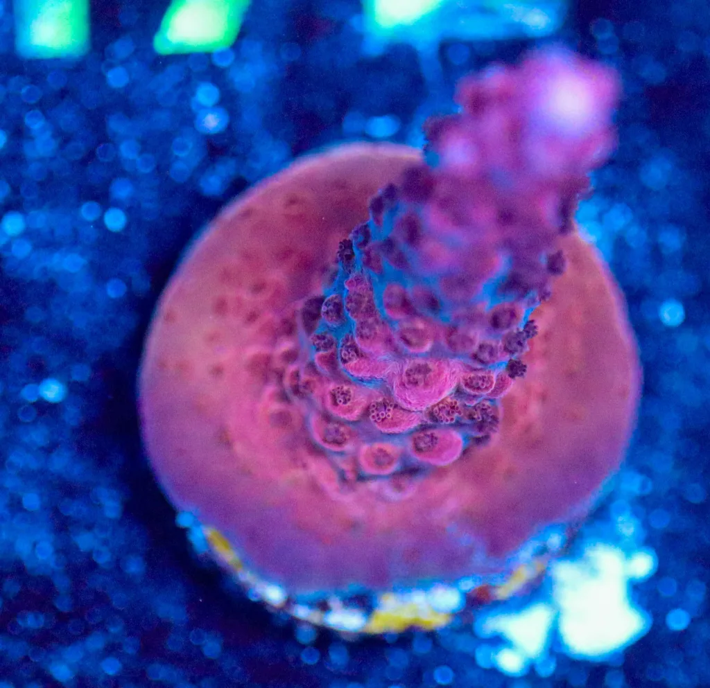 Frag Box Corals
