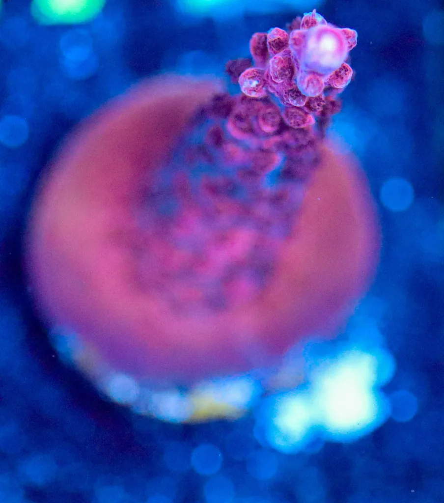 Frag Box Corals