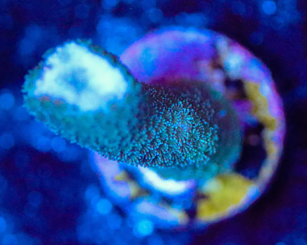 Frag Box Corals