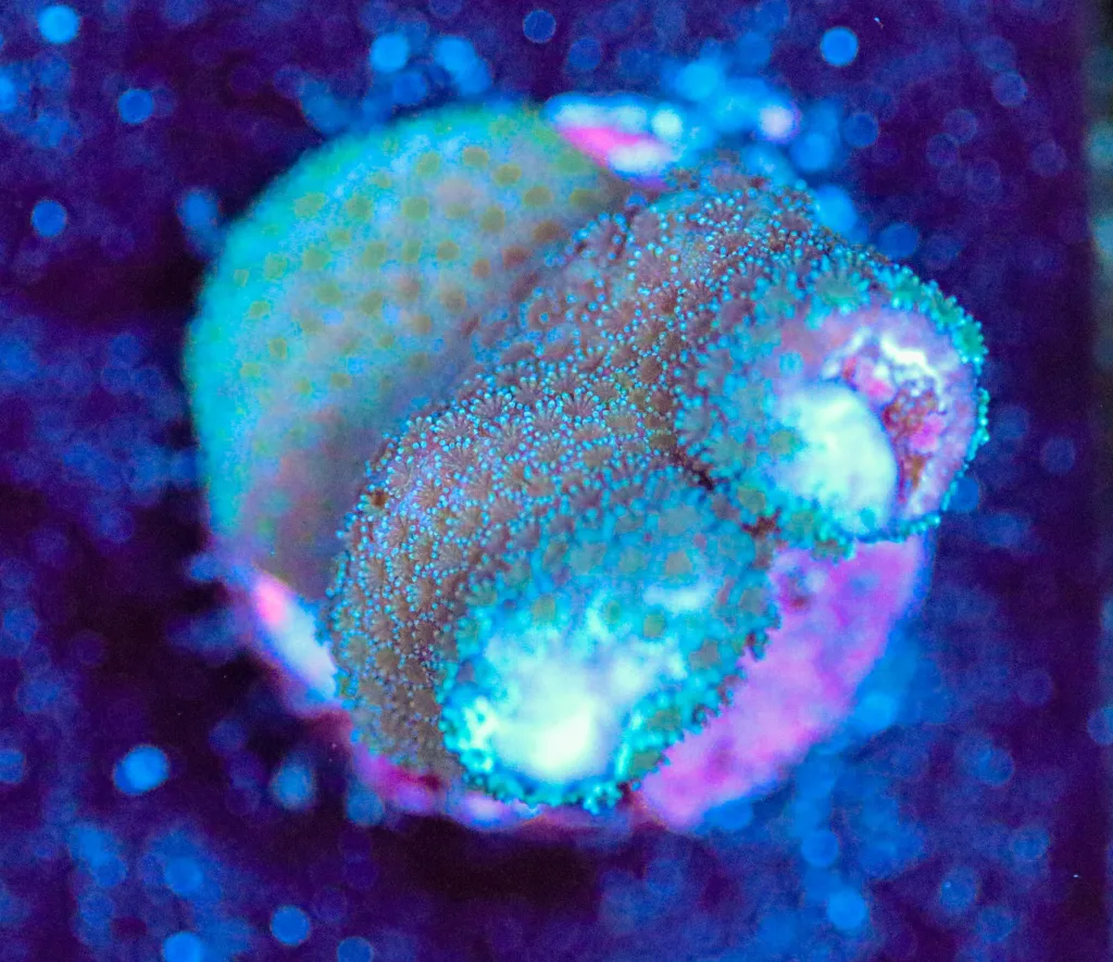 Frag Box Corals