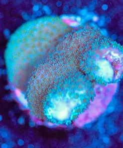 Wysiwyg Digi Stump Frag [F172]