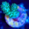 Wysiwyg Sub-zero Acropora Frag [F174 ]