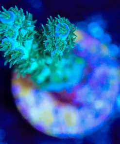Wysiwyg Sub-zero Acropora Frag [F174 ]