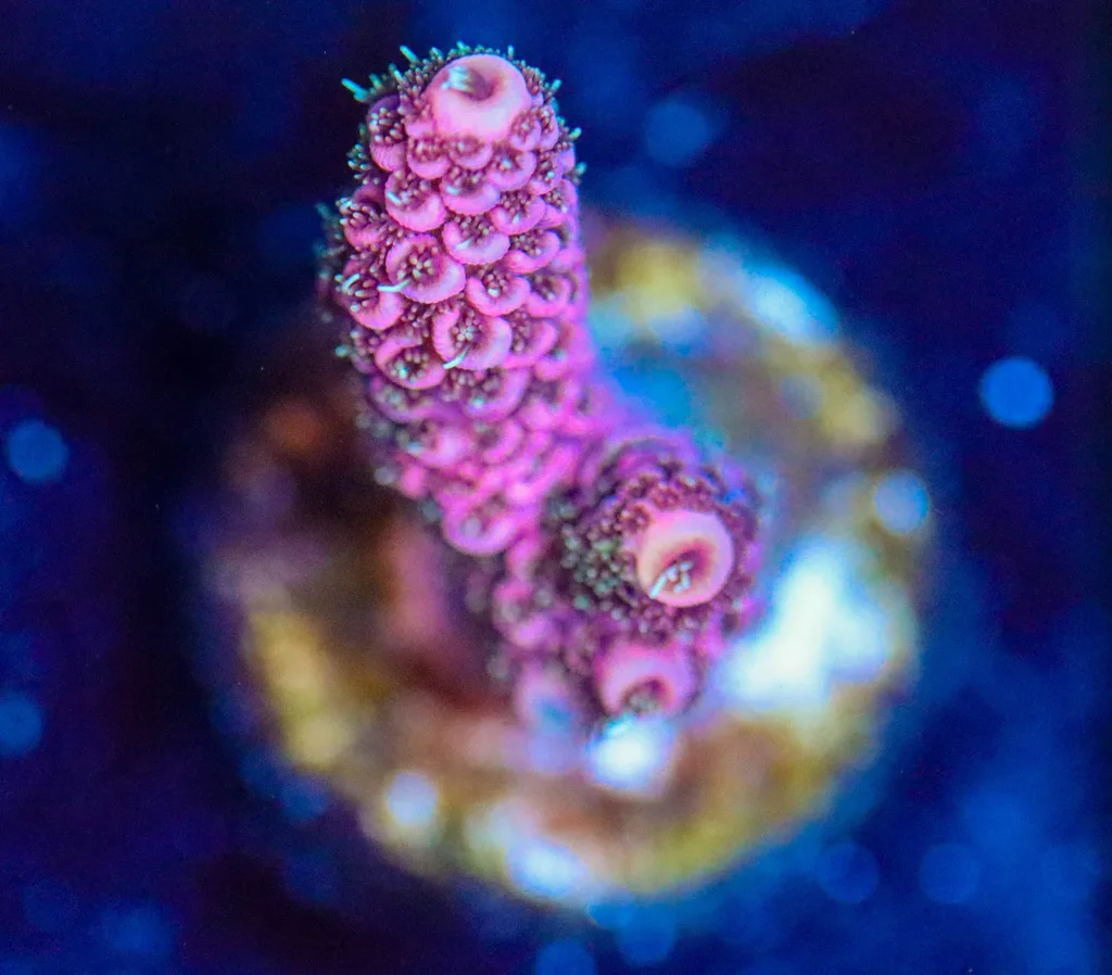 Frag Box Corals
