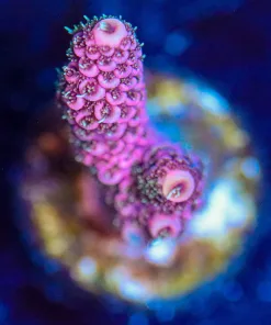 Wysiwyg Acropora Millepora Frag [F177]